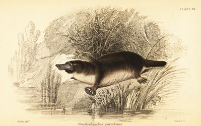 Platypus, Ornithorhynchus anatinus., 1841 (metszet)