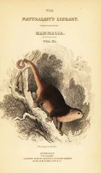 Sulawesi medve cuscus, Ailurops ursinus. ,1841 (metszet)