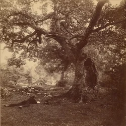 Fontainebleau-i erdő