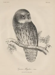 Syrnium Albogularis, litho by J.T. Bowen, 1850