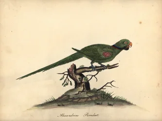 Alexandrina papagáj, Psittacula eupatria. (Psittacus alexandri) Kézzel színezett rézmetszet William Hayes illusztrációjáról az Osterly Park menagery ritka és kíváncsi madarak portréiból.