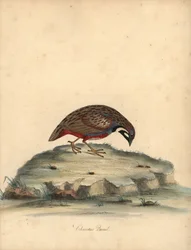 Kék mellű fürj, Coturnix chinensis. (Kínai fürj, Tetrao chinensis) Kézzel színezett rézmetszet William Hayes illusztrációjáról: Ritka és kíváncsi madarak portréi az Osterly Park menagery-ből, London: Bulmer