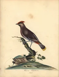 Csonttollú, Bombycilla garrulus. (Csonttollú, Ampelis garrulus) A. (Ann) Hayes illusztrációja nyomán készült kézzel színezett rézmetszet William Hayes 
