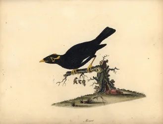 Közönséges domb myna, Gracula religiosa. (Minor grakle) Kézszínű rézmetszet William Hayes illusztrációjáról az Osterly Park menagery ritka és kíváncsi madarak portréiból (London: Bulmer)