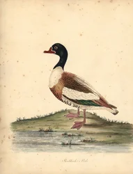 Közönséges kagyló, Tadorna tadorna. (Shieldrake, Anas tadorna.) Kézzel színezett rézmetszet William Hayes illusztrációjáról az Osterly Park menagery ritka és kíváncsi madarak portréiból (London: Bulmer)