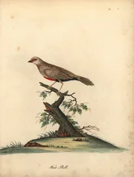 Közönséges viaszcsőrű, Estrilda astrild. (Loxia astreld) Kézzel színezett rézmetszet William Hayes illusztrációjáról az Osterly Park menagery ritka és kíváncsi madarak portréiból.