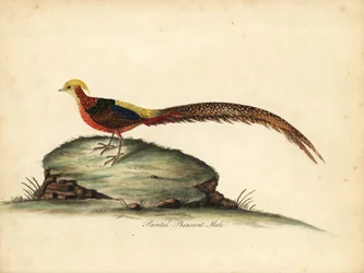 Arany- vagy kínai fácán, Chrysolophus pictus, hím. (Festett fácán, Phasianus pictus) Kézzel színezett rézmetszet William Hayes illusztrációjáról: Ritka és kíváncsi madarak portréi az Osterly Park menagery-ből, London: Bulmer