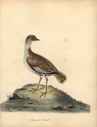 Túzok, Otis tarda, szuka. Sebezhető. Kézzel színezett rézmetszet William és Emily Hayes illusztrációjáról William Hayes Ritka és kíváncsi madarak portréiból az Osterly Park menageryjából.
