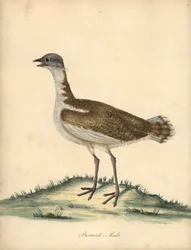Túzok, Otis tarda, kan. Sebezhető. Kézszínű rézmetszet William Hayes illusztrációjáról az Osterly Park menagery ritka és kíváncsi madarak portréiból (London: Bulmer)