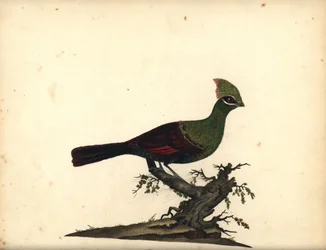 Guinea vagy zöld turaco, Tauraco persa. (Touraco, Cuculus persa) Kézzel színezett rézmetszet William Hayes illusztrációjáról: Ritka és kíváncsi madarak portréi az Osterly Park menagery-ből, London: Bulmer