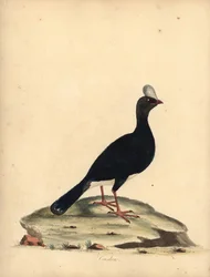 Szarvas currasow, Pauxi unicornis. Veszélyeztetett. (Cushew, Crax pauxi). Kézszínű rézmetszet William Hayes illusztrációjáról az Osterly Park menagery ritka és kíváncsi madarak portréiból (London: Bulmer)