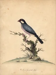 Jávai veréb, Loncura oryzivora. Sebezhető. (Java grosbeak, Loxea oryxivora) Kézzel színezett rézmetszet William Hayes illusztrációjáról: Ritka és kíváncsi madarak portréi az Osterly Park menagery-ből, London: Bulmer