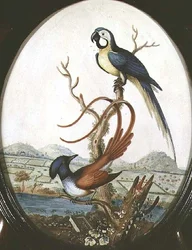 Lyrebird és Jay