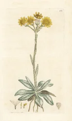 Hegyi bolhafű, Tephroseris integrifolia (Cineraria integrifolia). Kézzel színezett rézmetszet James Sowerbytől, James Smith English Botany, London