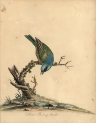 Festett sármány, Passerina ciris, nőstény. Majdnem megfenyegetve. Kézszínű rézmetszet William Hayes illusztrációjáról az Osterly Park menagery ritka és kíváncsi madarak portréiból (London: Bulmer)