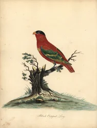 Tiszta nyakú lory, Lorius domicella. Veszélyeztetett. Fekete sapkás ló, Psittacus domicilla. Kézszínű rézmetszet William Hayes illusztrációjáról az Osterly Park menagery ritka és kíváncsi madarak portréiból (London: Bulmer)
