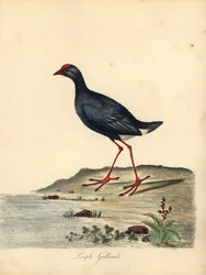 Lila mocsár, Porphyrio porphyrio. (Purple gallinule, Fulica porphyrio) Kézzel színezett rézmetszet William Hayes illusztrációjáról az Osterly Park menagery ritka és kíváncsi madarak portréiból (London: Bulmer)