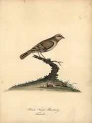 Vöröscsőrű quelea, Quelea quelea, nőstény. (Fekete arcú sármány, Embereza quelea) Kézzel színezett rézmetszet William Hayes illusztrációjáról az Osterly Park menagery ritka és kíváncsi madarak portréiból (London: Bulmer)