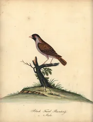 Vöröscsőrű quelea, Quelea quelea, hím. (Fekete arcú sármány, Embereza quelea) Kézzel színezett rézmetszet William Hayes illusztrációjáról az Osterly Park menagery ritka és kíváncsi madarak portréiból (London: Bulmer)