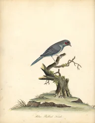 Vörös pofájú cordonbleu, Uraeginthus bengalus. (Kékhasú pinty, Fringilla benghalus.) Kézzel színezett rézmetszet William Hayes illusztrációjáról az Osterly Park menagery ritka és kíváncsi madarak portréiból (London: Bulmer)