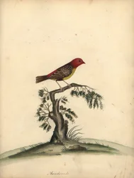 Piros avadavat, Amandava amandava. (Amaduvade, Fringilla amandava) Kézzel színezett rézmetszet William Hayes illusztrációjáról az Osterly Park menagery ritka és kíváncsi madarak portréiból.