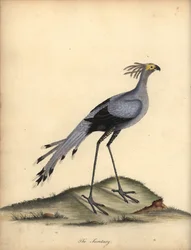 Secretarybird, Sagittarius serpentarius. Sebezhető. (Falco serpentarius) Kézzel színezett rézmetszet William Hayes illusztrációjáról: Ritka és kíváncsi madarak portréi az Osterly Park menageryjából.