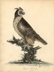 Rövid fülű bagoly, Asio flammeus. (Virginai füles bagoly) Kézszínű rézmetszet William Hayes és lánya, M (Matilda) illusztrációjáról az Osterly Park menagery ritka és kíváncsi madarak portréiból, London: Bulmer