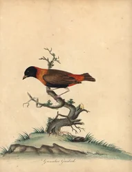 déli vörös püspök, Euplectes orix. (Grenadier grosbeak, Loxia orix) Kézzel színezett rézmetszet William Hayes illusztrációjáról: Ritka és kíváncsi madarak portréi az Osterly Park menagery-ből, London: Bulmer