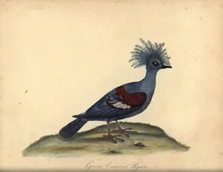 Nyugati koronás galamb, Goura cristata. (Nagy koronás indiai galamb, Columba coronata). Sebezhető. Kézzel színezett rézmetszet William Hayes illusztrációjáról az Osterly Park menagery ritka és kíváncsi madarak portréiból (London: