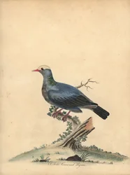 Fehér koronás galamb, Patagioenas leucocephala. Majdnem megfenyegetve. (Columba leucocephala) Kézzel színezett rézmetszet William Hayes illusztrációjáról az Osterly Park menagery ritka és kíváncsi madarak portréiból.
