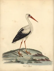 Fehér gólya, Ciconia ciconia. (Ardea ciconia) Kézzel színezett rézmetszet William Hayes és Matilda Hayes illusztrációjáról William Hayes ritka és kíváncsi madarak portréiból az Osterly Park menageryjából, London: Bulmer