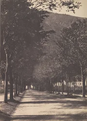 Fák sikátora, Pau, 1854.