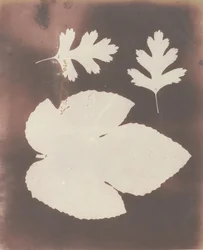1. Fügelevél. 2. Fehér tövislevél, 1839.