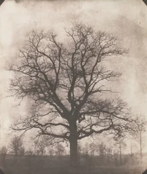 Egy tölgyfa télen, 1892-93 körül (kalotípus negatív)