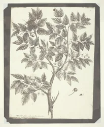 A "Celtis" botanikai metszetének másolata