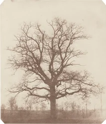 Tölgyfa,1840-es évek közepe (fotó)