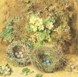 Primula és madárfészek