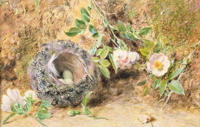 Csendélet Chaffinch Nest-el