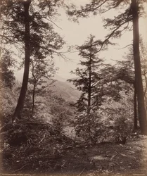 Cliff View, Through the Trees,c. 1895 (fotó)
