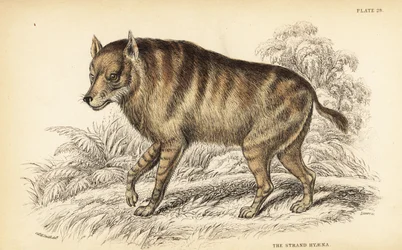 Barna hiéna vagy strandfarkas, Hyaena brunnea (Strand hyena, Hyaena villosa)
