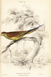 Papagáj, Melopsittacus undulatus