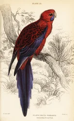 Bíbor rosella, Platycercus elegans
