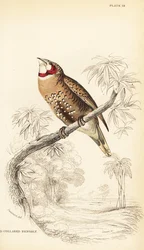 Vágott torkú pinty vagy szalagpinty, Amadina fasciata
