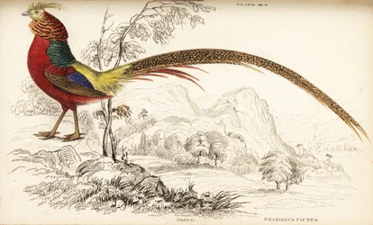 Aranyfácán vagy kínai fácán, Chrysolophus pictus (Phasianus pictus)