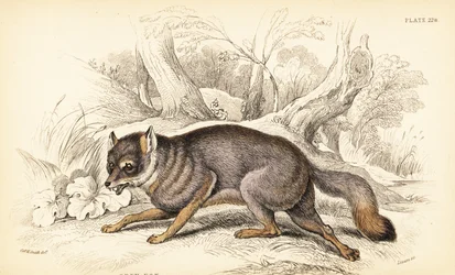 Szürke róka vagy szürke róka, Urocyon cinereoargenteus (Vulpes cinereus)