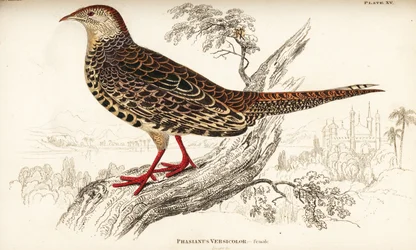 Zöld fácán vagy japán zöld fácán, nőstény, Phasianus versicolor