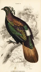 Himalayan Monal, Férfi, Lofoforce Impossible