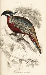 Koklass fácán, Pucrasia macrolopha