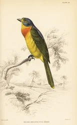 Narancsmellű bozótvirág vagy kénmellű bozótvirág, Chlorophoneus sulfureopectus