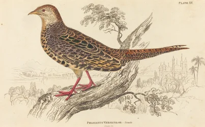 Phasianus Versicolor – nőstény.